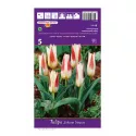 Tulipan Kaufmanna Johann Strauss