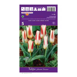 Tulipan Kaufmanna Johann Strauss
