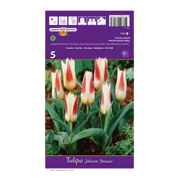 Tulipan Kaufmanna Johann Strauss