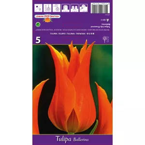 Tulipan Liliokształtne Ballerina