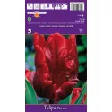 Tulipan Papuzie Rococo