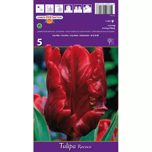 Tulipan Papuzie Rococo