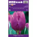 Tulipan Purple Prince