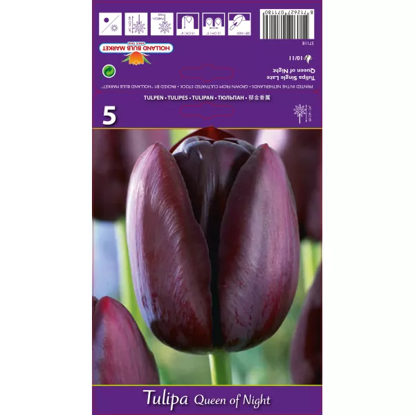 Tulipan Queen of Night