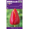 Tulipan Triumf Laura Fygi