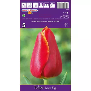 Tulipan Triumf Laura Fygi