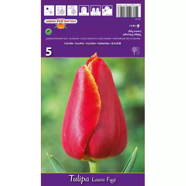 Tulipan Triumf Laura Fygi
