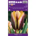 Tulipan Triumf Gavota