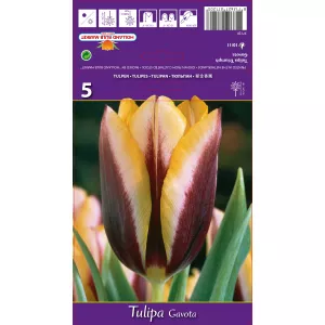 Tulipan Triumf Gavota