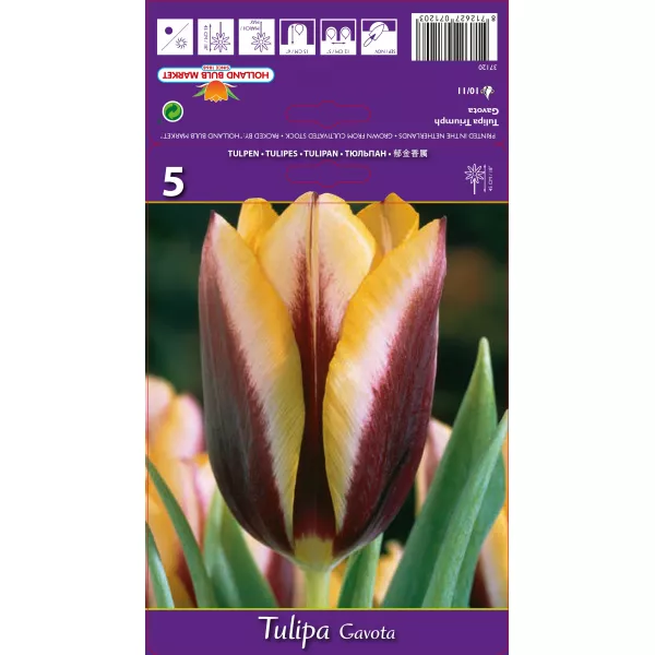 Tulipan Triumf Gavota