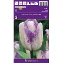 Tulipan Triumf Shirley