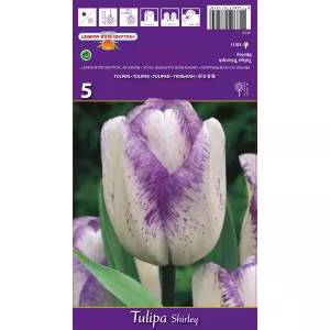 Tulipan Triumf Shirley