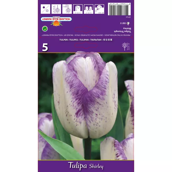 Tulipan Triumf Shirley