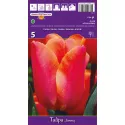 Tulipan Triumf Jimmy