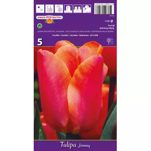 Tulipan Triumf Jimmy