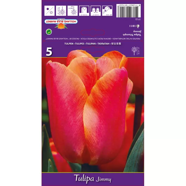 Tulipan Triumf Jimmy