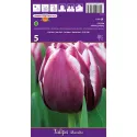 Tulipan Triumf Muralto