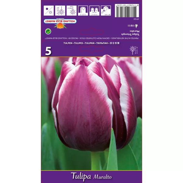 Tulipan Triumf Muralto