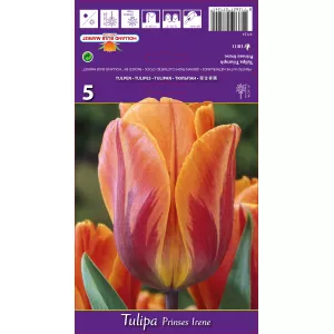 Tulipan Triumf Princes Irene