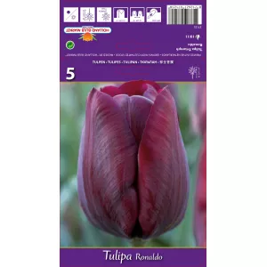 Tulipan Triumf Ronaldo