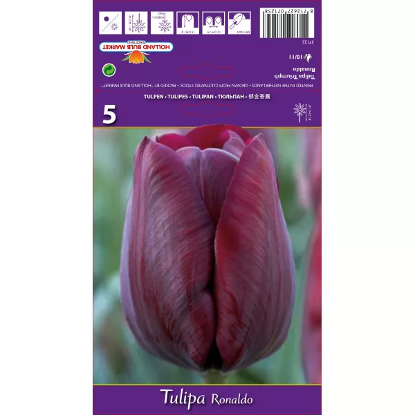 Tulipan Triumf Ronaldo