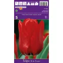 Tulipan Triumf Ile de France