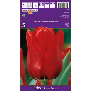 Tulipan Triumf Ile de France