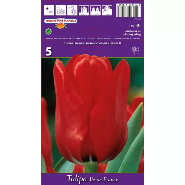 Tulipan Triumf Ile de France