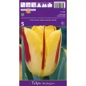Tulipan Triumf Washington