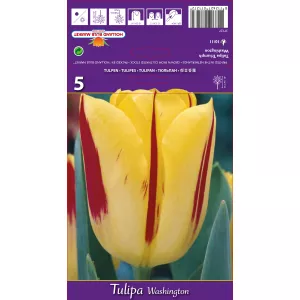 Tulipan Triumf Washington