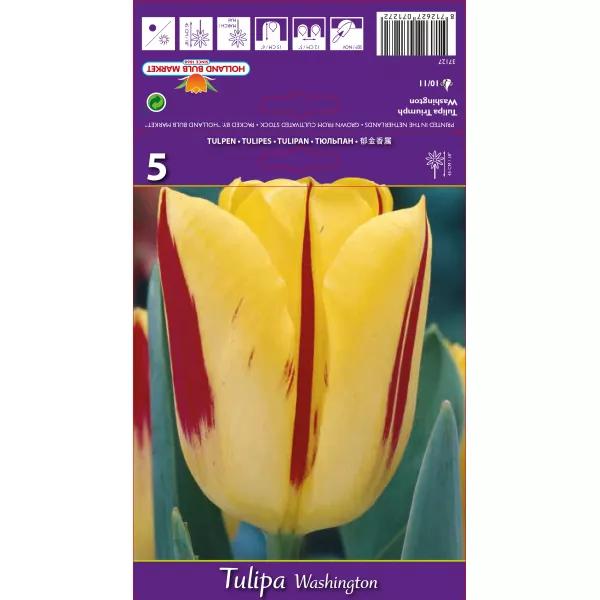 Tulipan Triumf Washington