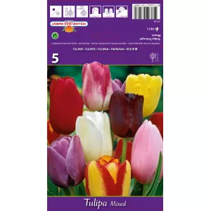 Tulipan Triumf mix kolorów