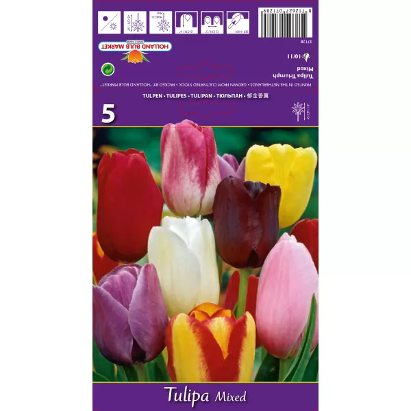 Tulipan Triumf mix kolorów