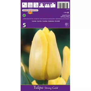 Tulipan Triumf Stronggold
