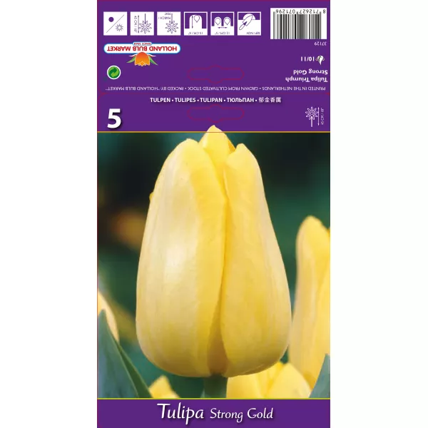 Tulipan Triumf Stronggold