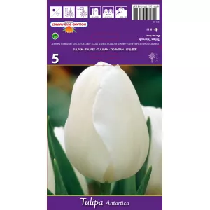 Tulipan Triumf Antartica