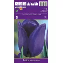 Tulipan Triumf Blue Aimable