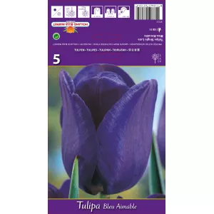 Tulipan Triumf Blue Aimable