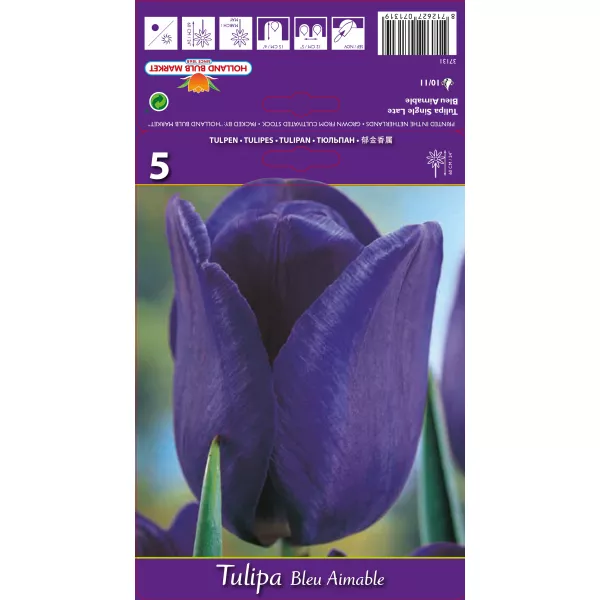 Tulipan Triumf Blue Aimable