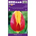 Tulipan Triumf Denmark