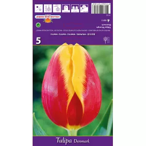 Tulipan Triumf Denmark