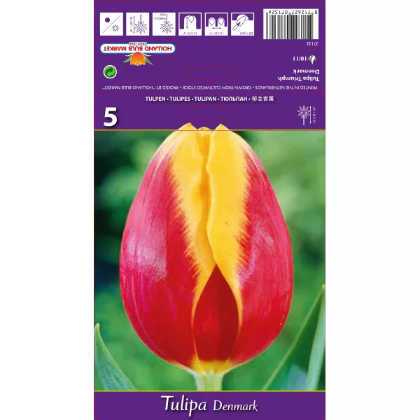 Tulipan Triumf Denmark