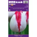 Tulipan Triumf Playgirl
