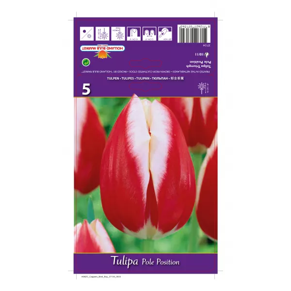 Tulipan Triumf Pole Position