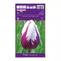 Tulipan Triumf Flaming Flag