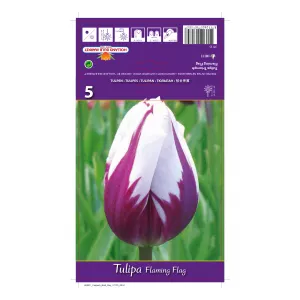 Tulipan Triumf Flaming Flag