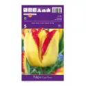 Tulipan Cape Town