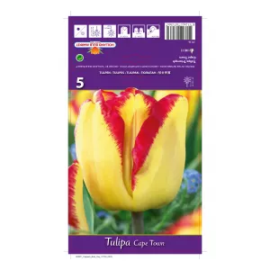 Tulipan Cape Town