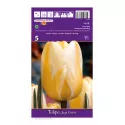 Tulipan Darwina Jaap Groot