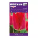 Tulipan Darwina Fostery King